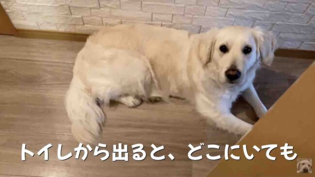 ゴールデンレトリーバー,動画