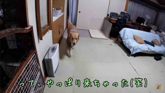 ゴールデンレトリーバー,動画