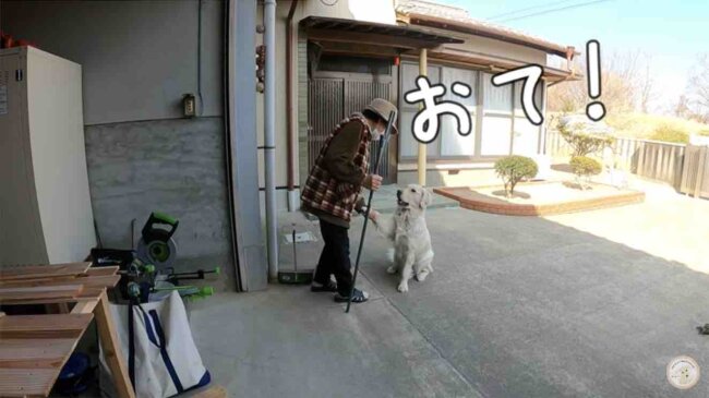 ゴールデンレトリーバー,動画