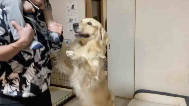 ゴールデンレトリーバー,動画