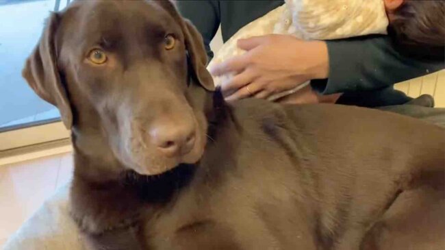 ラブラドールレトリーバー,動画