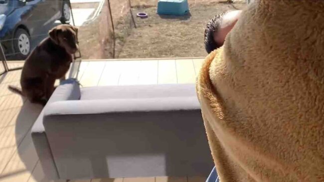 ラブラドールレトリーバー,動画