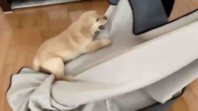 ゴールデンレトリーバー,動画