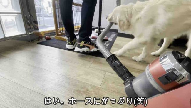 ゴールデンレトリーバー,動画