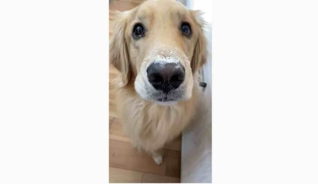 ゴールデンレトリーバー,動画