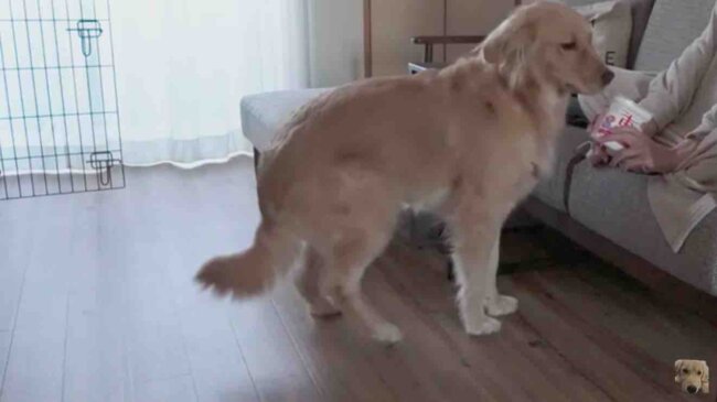 ゴールデンレトリーバー,動画