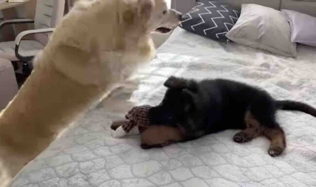 ゴールデンレトリーバー,動画