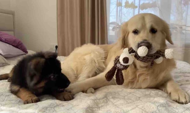 ゴールデンレトリーバー,動画