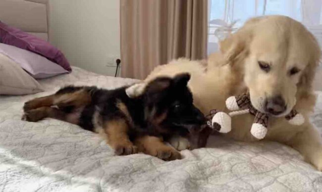 ゴールデンレトリーバー,動画