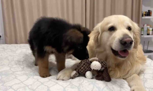 ゴールデンレトリーバー,動画