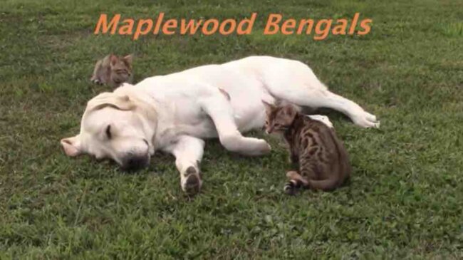 ラブラドールレトリーバー,動画