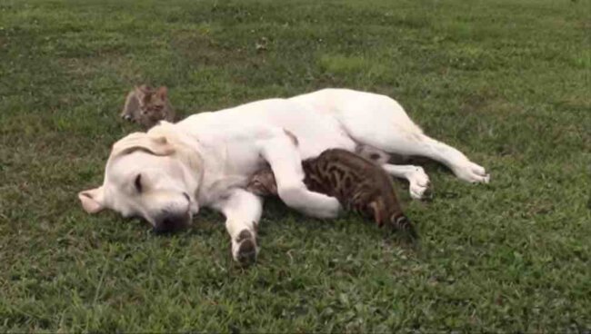 ラブラドールレトリーバー,動画