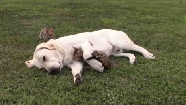 ラブラドールレトリーバー,動画