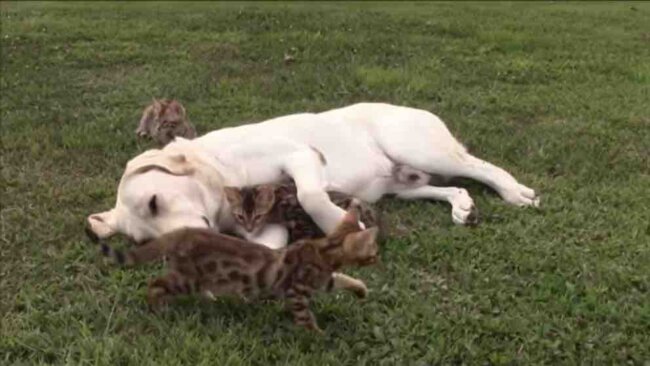 ラブラドールレトリーバー,動画