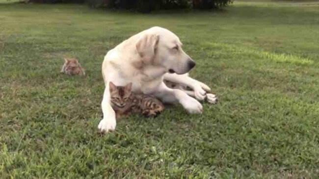 ラブラドールレトリーバー,動画