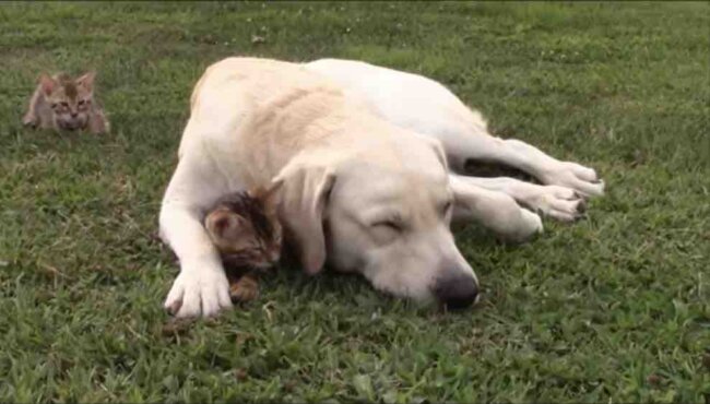 ラブラドールレトリーバー,動画