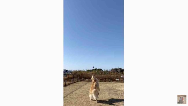 ゴールデンレトリーバー,動画