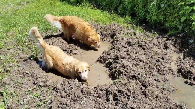 ゴールデンレトリーバー,動画