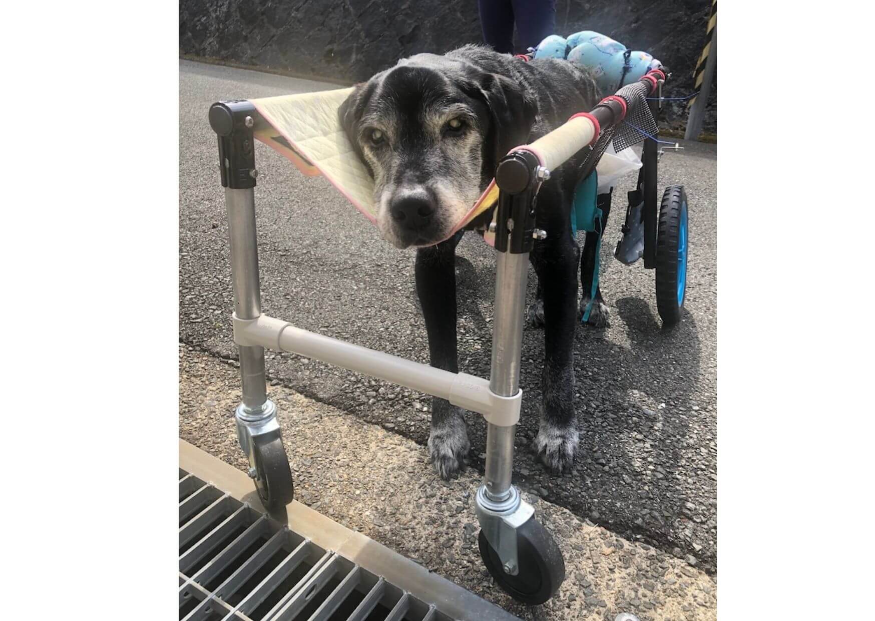 車椅子を使う黒ラブ