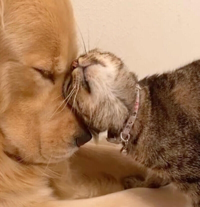 ゴールデンレトリーバー,動画