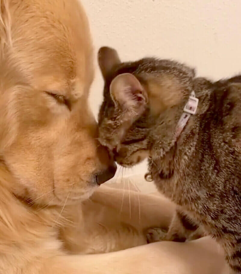 ゴールデンレトリーバー,動画