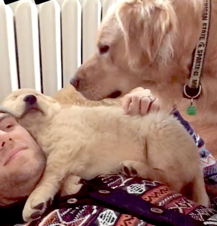 ゴールデンレトリーバー,動画