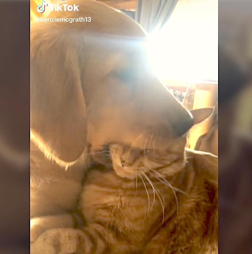 ゴールデンレトリーバー,動画