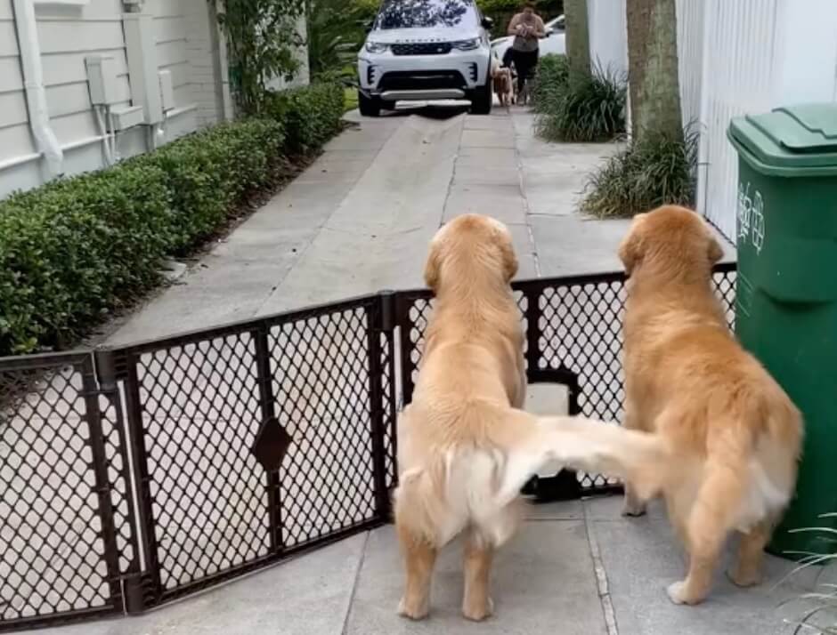 ゴールデンレトリーバー,動画