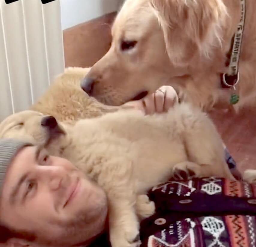 ゴールデンレトリーバー,動画