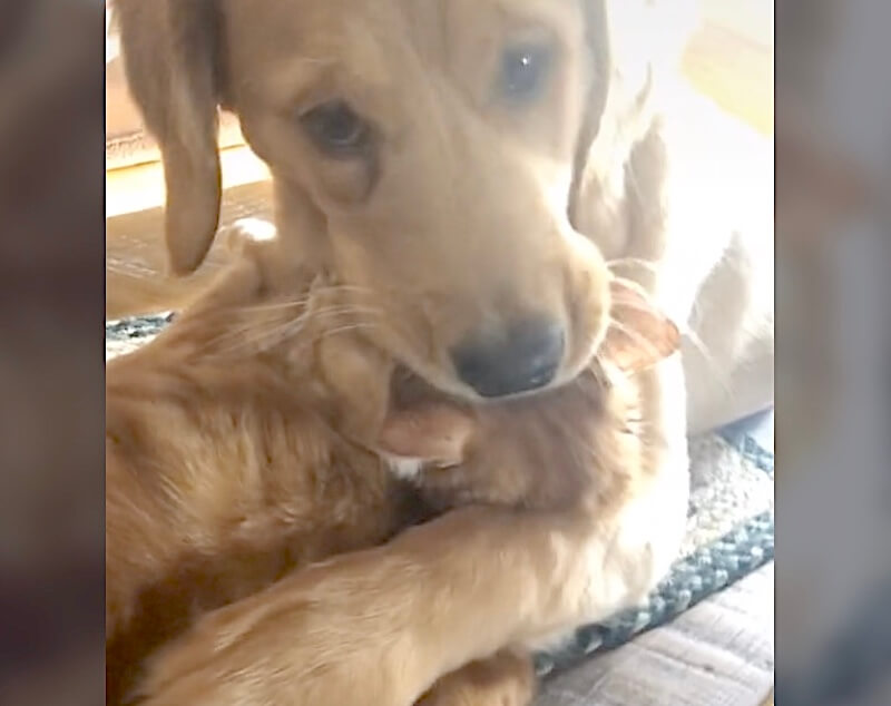 ゴールデンレトリーバー,動画