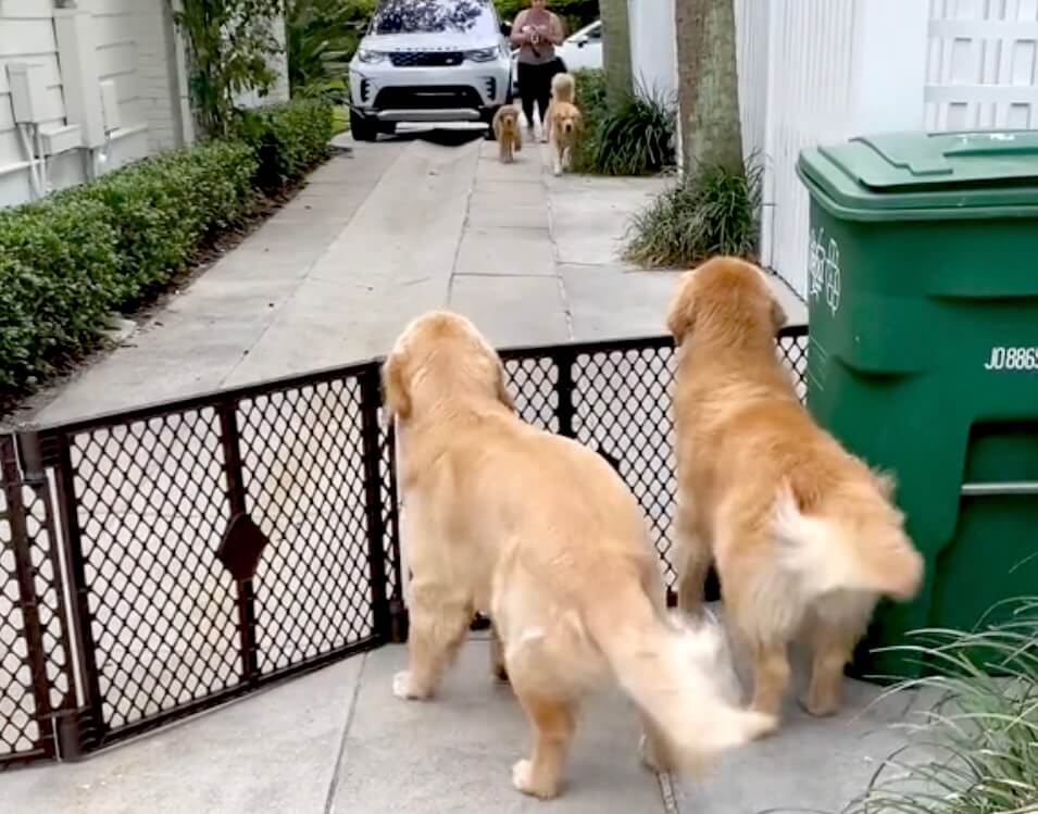 ゴールデンレトリーバー,動画