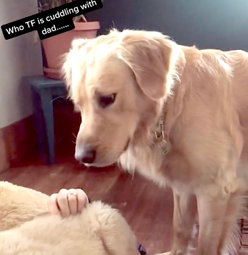 ゴールデンレトリーバー,動画