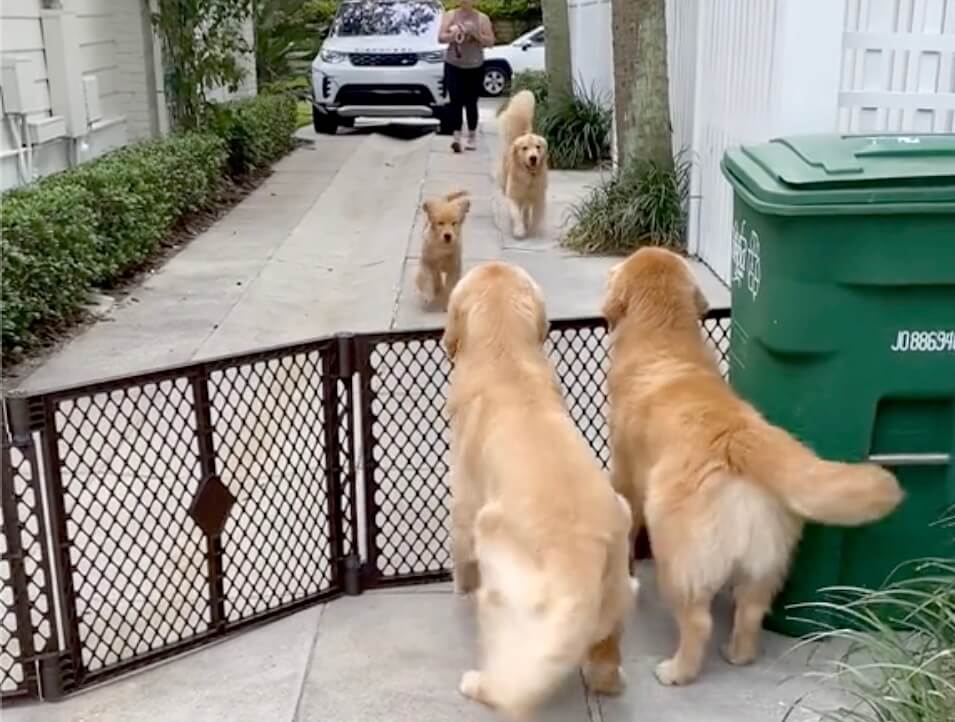 ゴールデンレトリーバー,動画