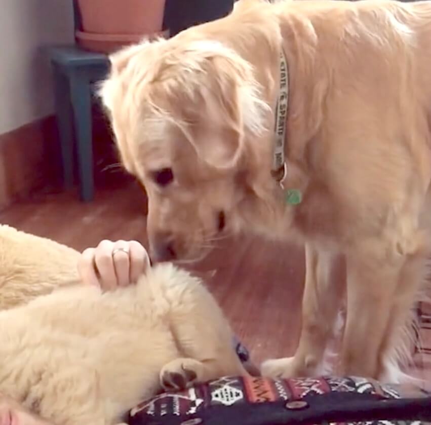 ゴールデンレトリーバー,動画