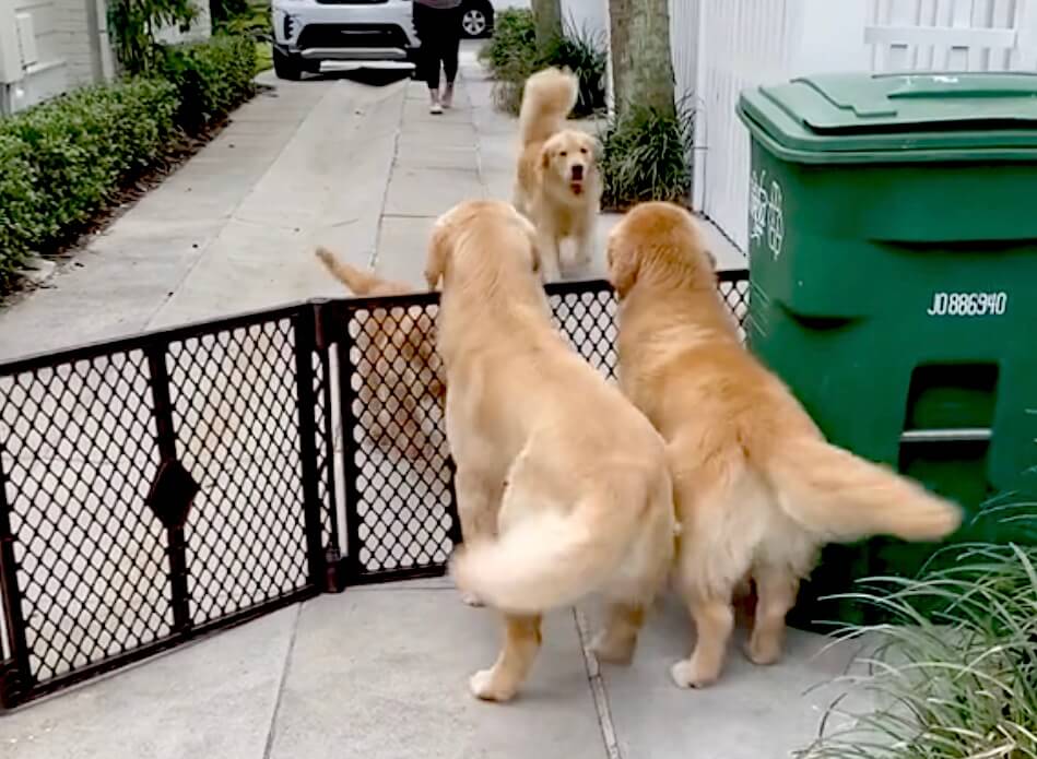 ゴールデンレトリーバー,動画