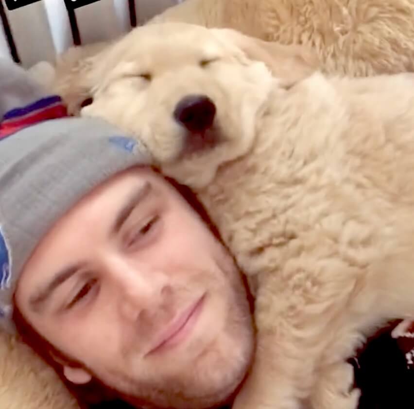 ゴールデンレトリーバー,動画