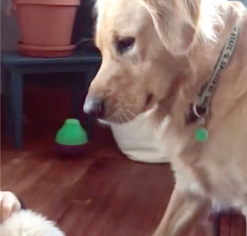 ゴールデンレトリーバー,動画