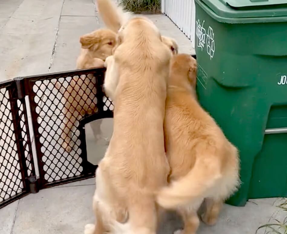 ゴールデンレトリーバー,動画