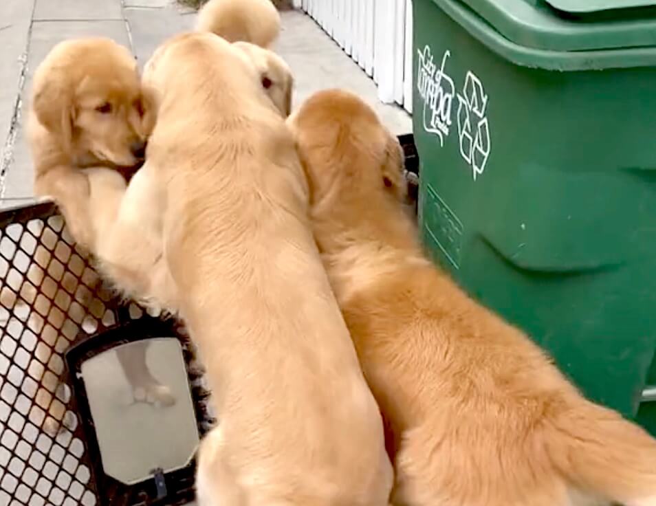 ゴールデンレトリーバー,動画