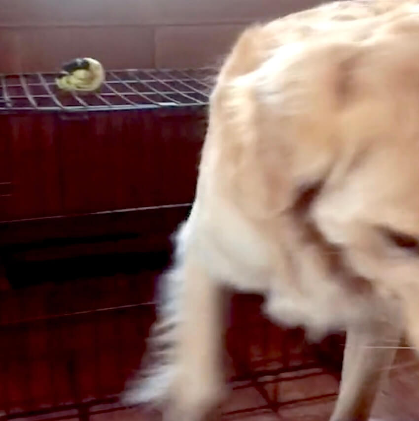 ゴールデンレトリーバー,動画