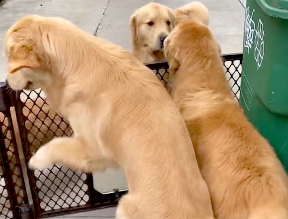 ゴールデンレトリーバー,動画