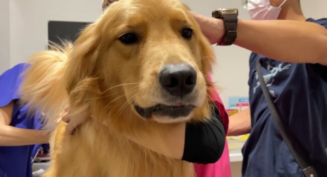 ゴールデンレトリーバー,動画