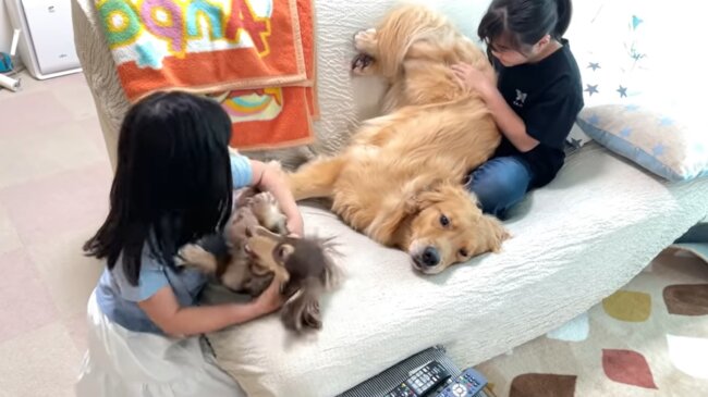 ゴールデンレトリーバー,動画