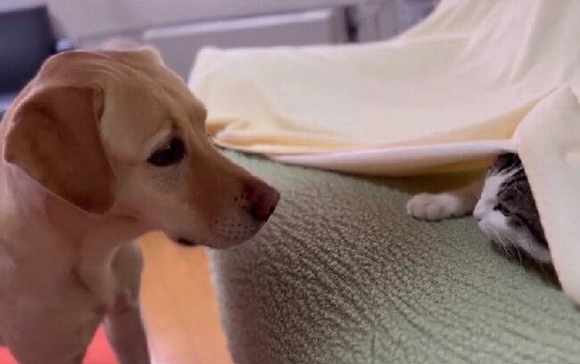 ラブラドールレトリーバー,動画