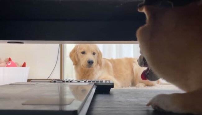 ゴールデンレトリーバー,動画