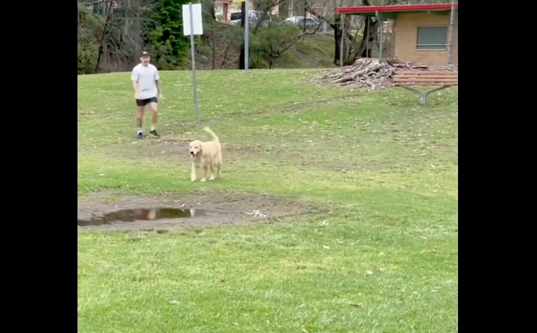 ゴールデンレトリーバー,動画