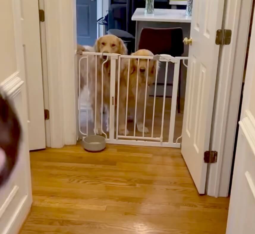 ゴールデンレトリーバー,動画