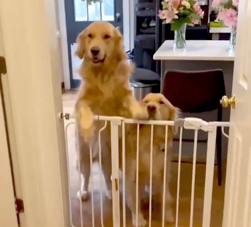 ゴールデンレトリーバー,動画