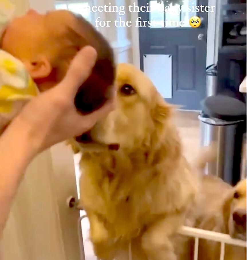 ゴールデンレトリーバー,動画