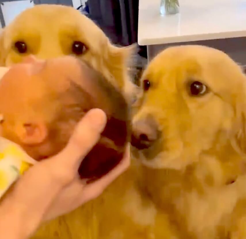 ゴールデンレトリーバー,動画